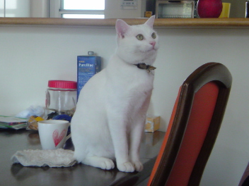 20090510195021.jpg